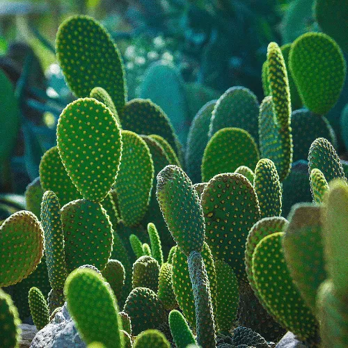 Nhận biết và phòng trừ sâu bệnh trên cây xương rồng