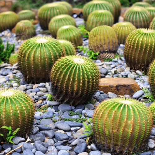 Ý nghĩa xương rồng trong tình yêu và cuộc sống