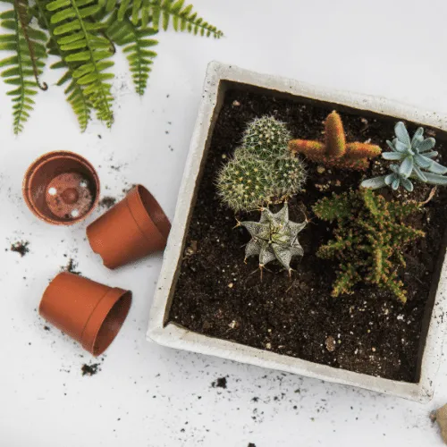 Thay chậu định kỳ cho cây xương rồng phát triển