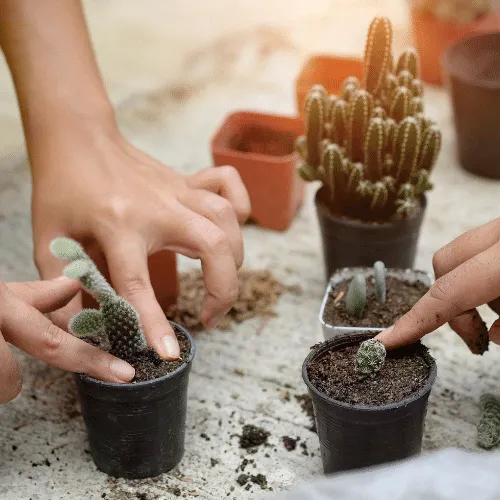 Cấy cây xương rồng con vào chậu mới