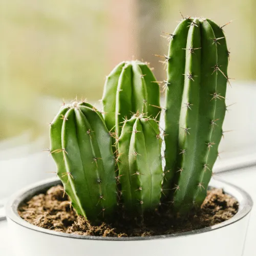 Xương rồng tai thỏ dùng làm nguyên liệu chế biến món ăn