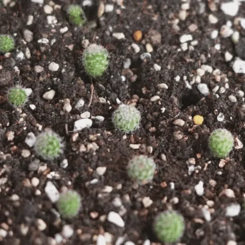 Kỹ thuật tháp ghép xương rồng phức tạp