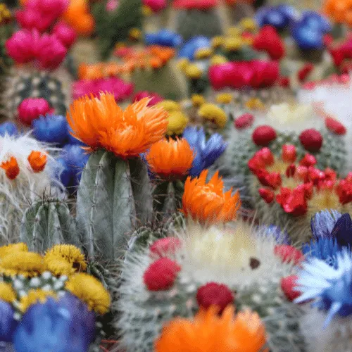 Cách trồng cây xương rồng nở hoa đẹp