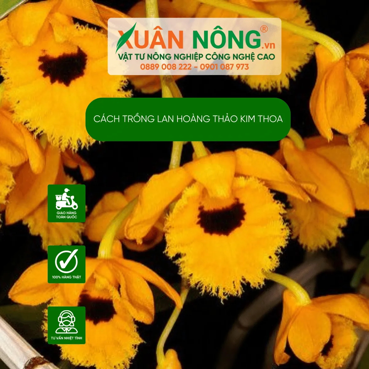 Thân cây và giả hành của lan Hoàng Thảo Kim Thoa đã trưởng thành