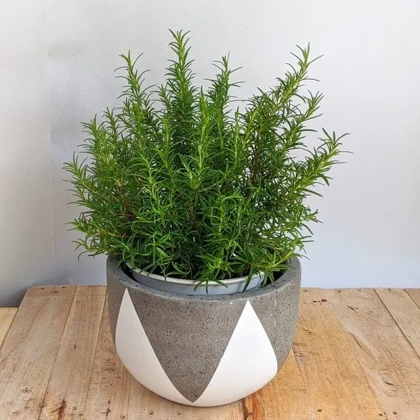 Cây Hương Thảo Rosemary phát triển xanh tốt, mô tả cách trồng rosemary đúng kỹ thuật