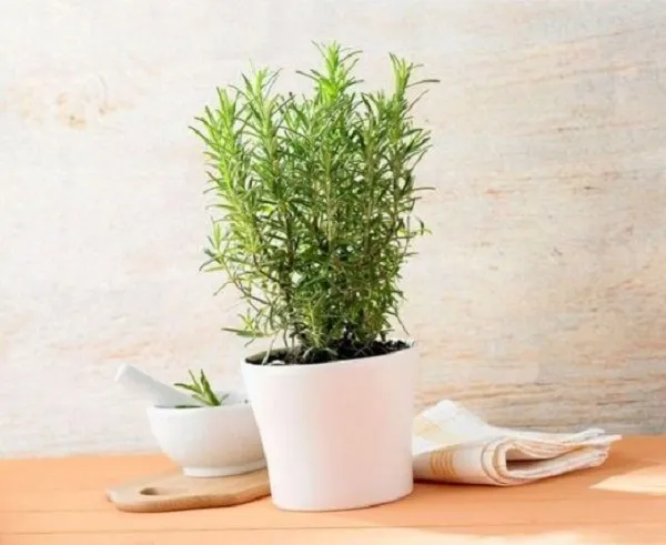 Chậu cây hương thảo đặt nơi có ánh sáng tự nhiên, điều kiện chăm sóc rosemary tốt nhất