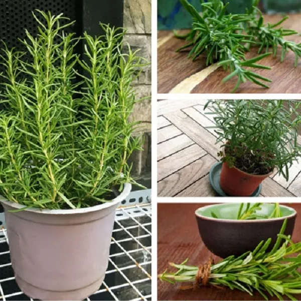 Cành giâm cây hương thảo chuẩn bị ra rễ, minh họa bước giâm cành rosemary