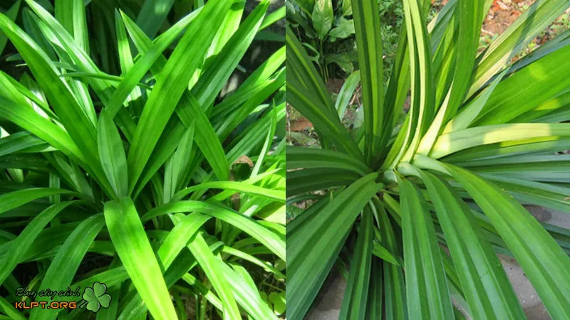 Lá nếp tươi được sử dụng để tạo màu và hương thơm đặc trưng trong ẩm thực