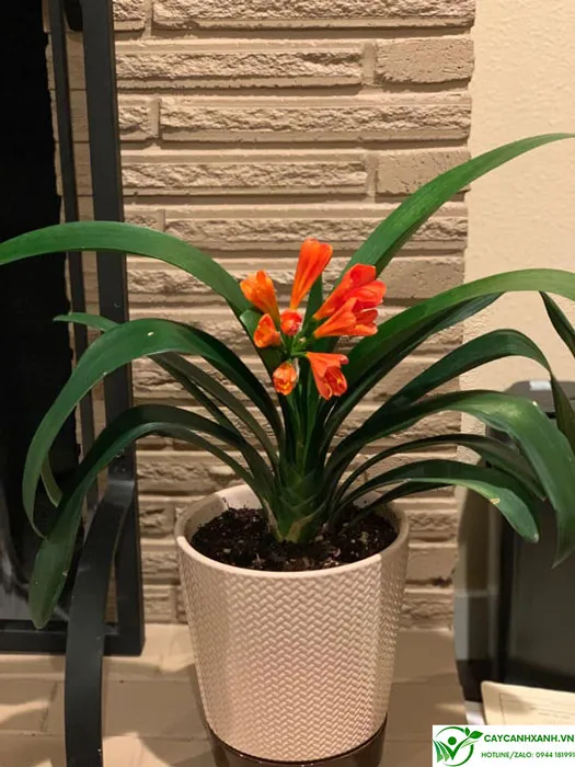 Cây Lan Quân Tử trưởng thành và ý nghĩa phong thủy