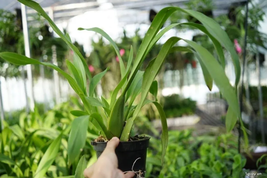 Tưới nước đúng cách cho cây Lan Vũ Nữ trong mùa sinh trưởng
