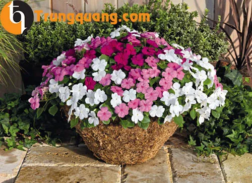 CÃ¢y mai Ä‘á»‹a tháº£o trá»“ng trong cháº­u lá»›n