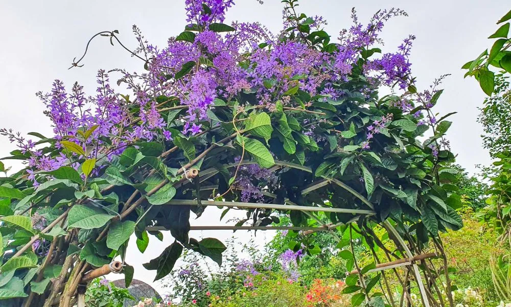 Cảnh hoa mai xanh nở rộ trên giàn leo, thể hiện sức sống mãnh liệt