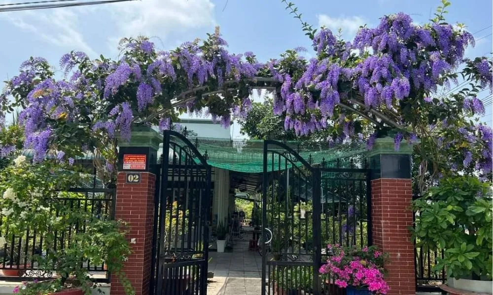 Hoa mai xanh rủ xuống, chi tiết về hình dạng và màu sắc