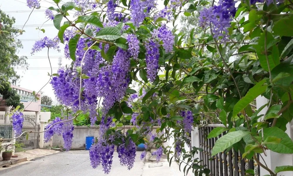 Cây mai xanh được trồng như cây bonsai, thân gỗ đã hóa già và tạo hình nghệ thuật