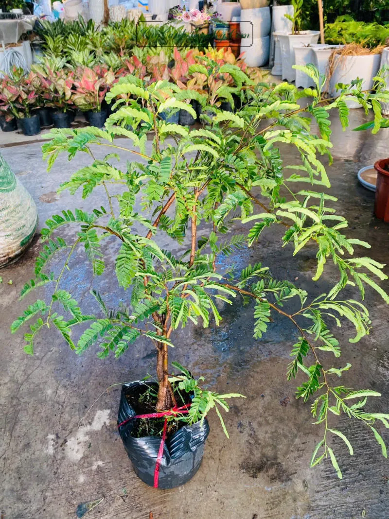 Đặc điểm của lá và quả me, cây me là loài cây thân gỗ lớn với lá kép lông chim