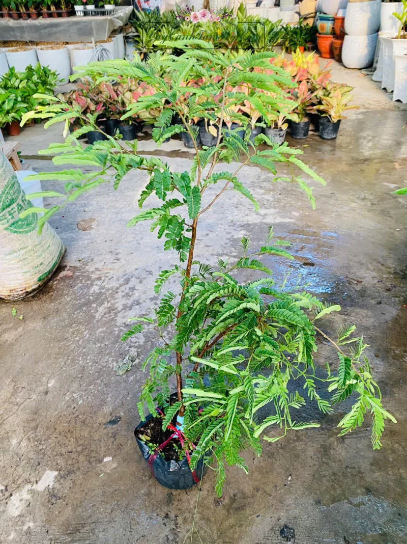 Quả me chín với lớp vỏ màu nâu sẫm, sẵn sàng cho việc thu hoạch