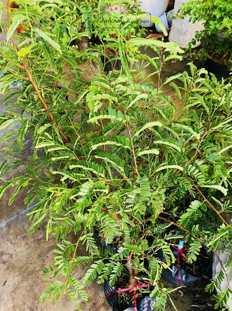 Kỹ thuật cắt tỉa cành cây me để tạo tán và kích thích ra hoa