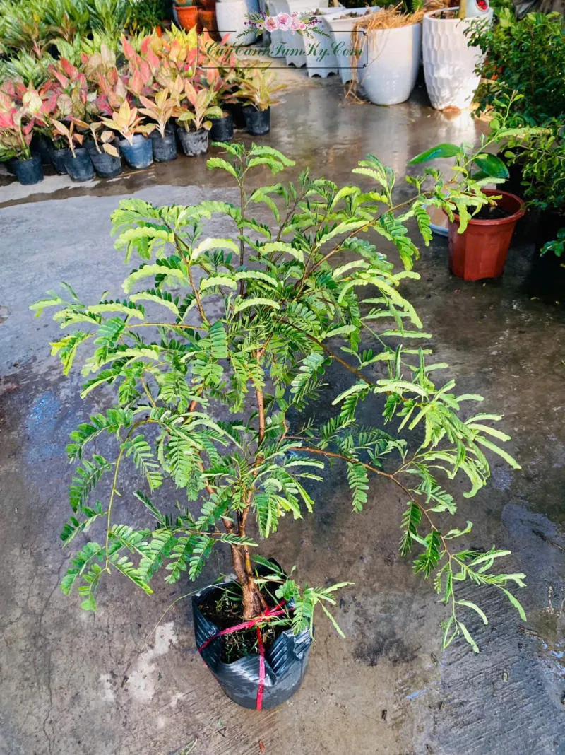 Hình ảnh một góc vườn trồng cây me với cây giống được cố định bằng cọc