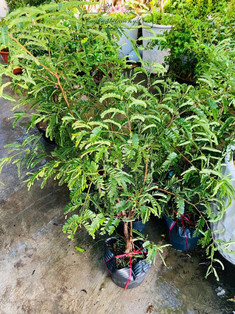 Cây me đang phát triển khỏe mạnh với tán lá rộng và xanh tốt