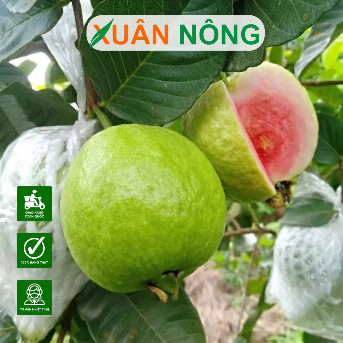 Cách Trồng Cây Ổi: Kỹ Thuật Canh Tác Toàn Diện Cho Năng Suất Vượt Trội