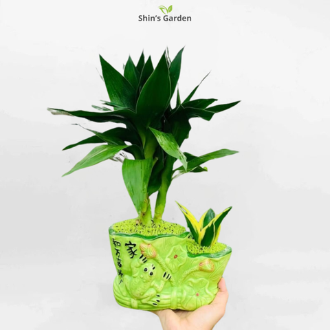 Cách Trồng Lá May Mắn Chuẩn Chuyên Gia Tại Nhà Dễ Thành Công