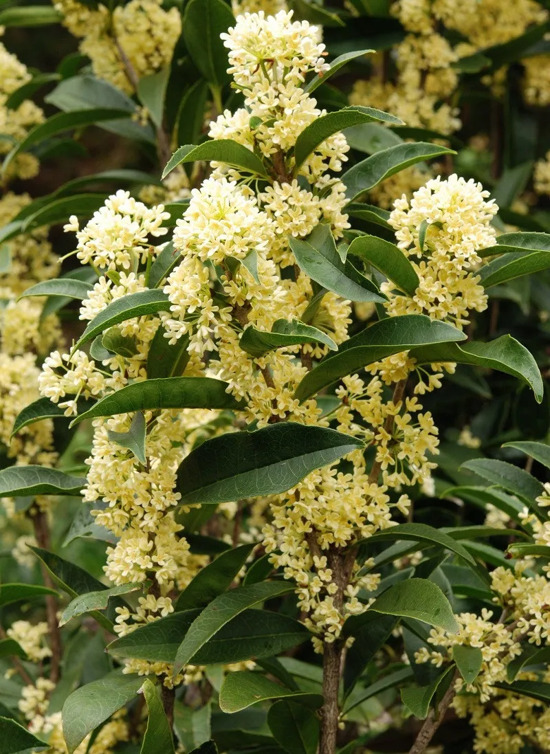 Cây Mộc Hương có nhiều tác dụng với đời sống, bao gồm cả giá trị cảnh quan và dược liệu