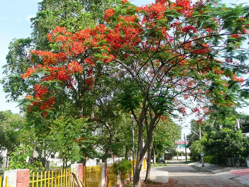 Cây Phượng con sinh trưởng tốt sau khoảng 4-5 tháng trồng