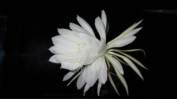 Cây quỳnh giao màu xanh dẹt với những nụ hoa đang hé mở, báo hiệu một mùa hoa mới