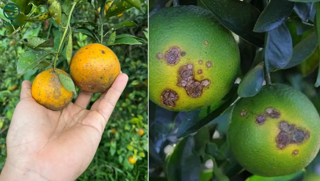 Cây quýt bị bệnh