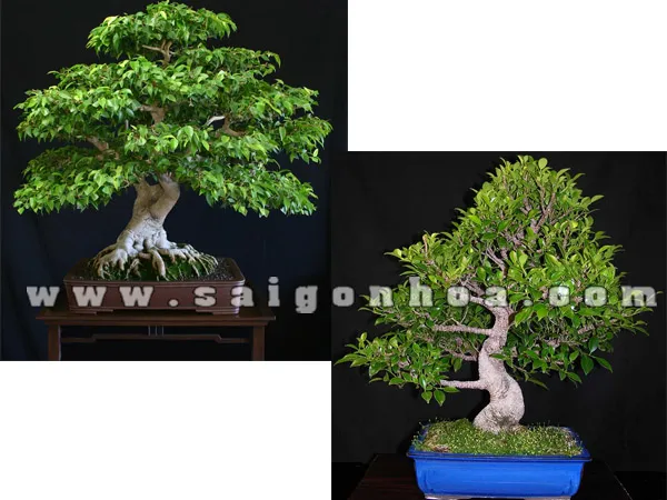 Cây sanh tạo dáng bonsai tầng cổ điển
