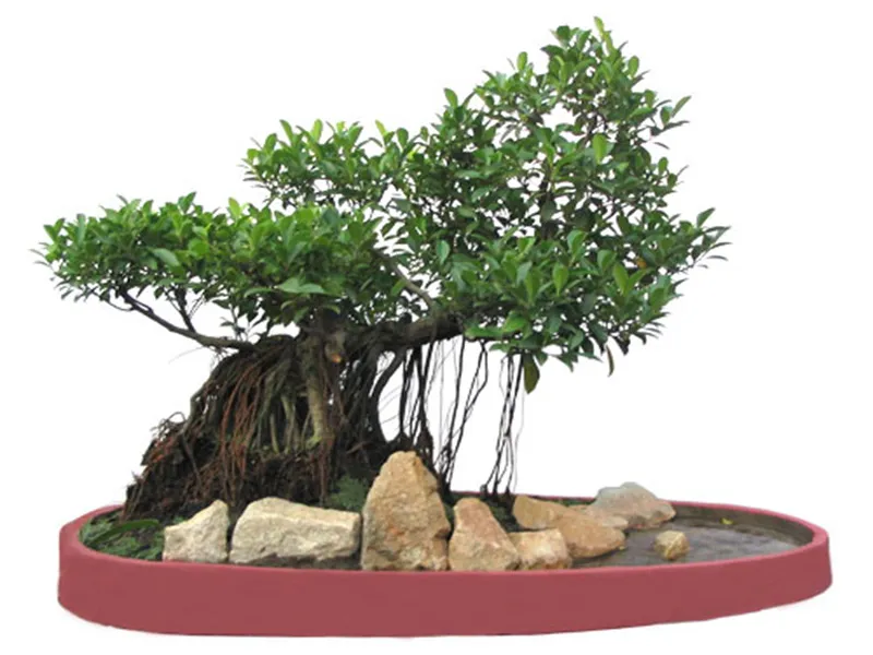 Thân cây si với các u bướu và rễ phụ