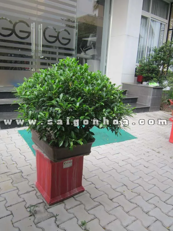 Cây si bonsai cao 70cm với bộ rễ bám đá san hô