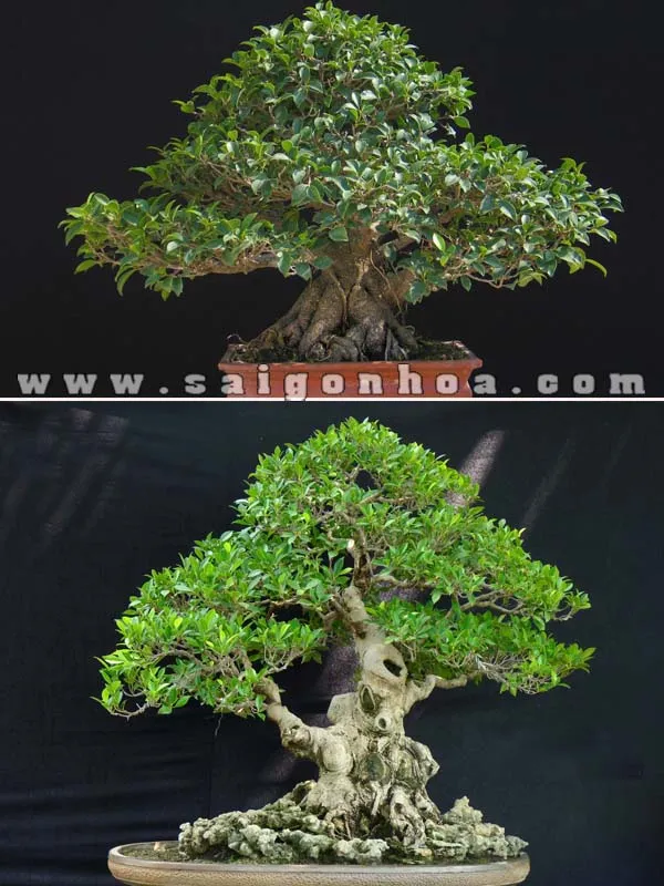 Cây si bonsai dáng thế đẹp, thân gỗ lâu năm