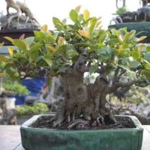 Cây Trầu Bà giống lá nhỏ, có thể được tạo dáng như bonsai.