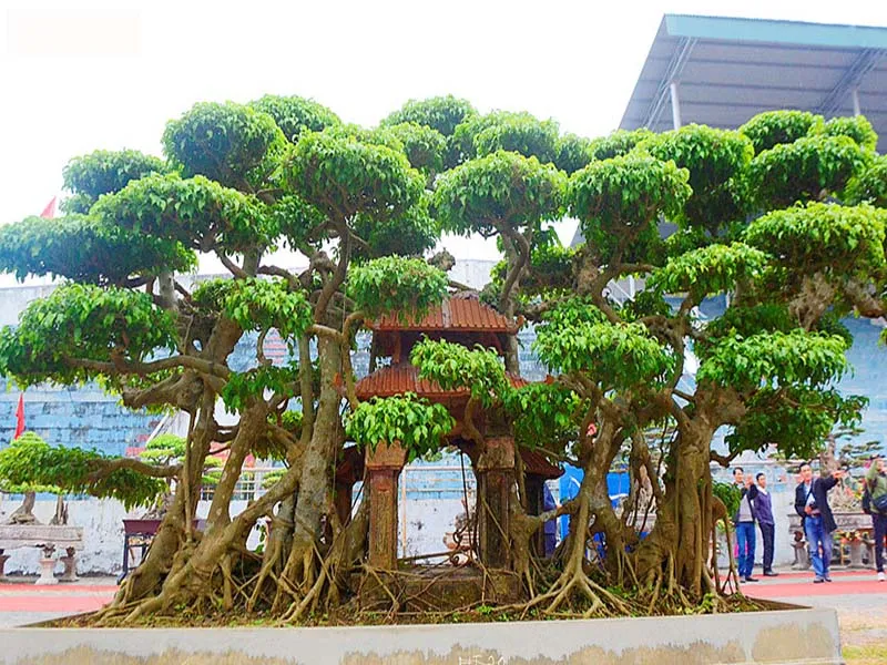Cây si bonsai với nhiều tầng tán phá cách