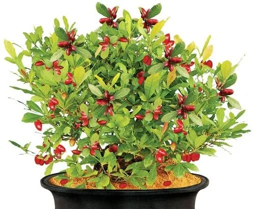 Cây thần kỳ trưởng thành với những chùm quả đỏ rực rỡ