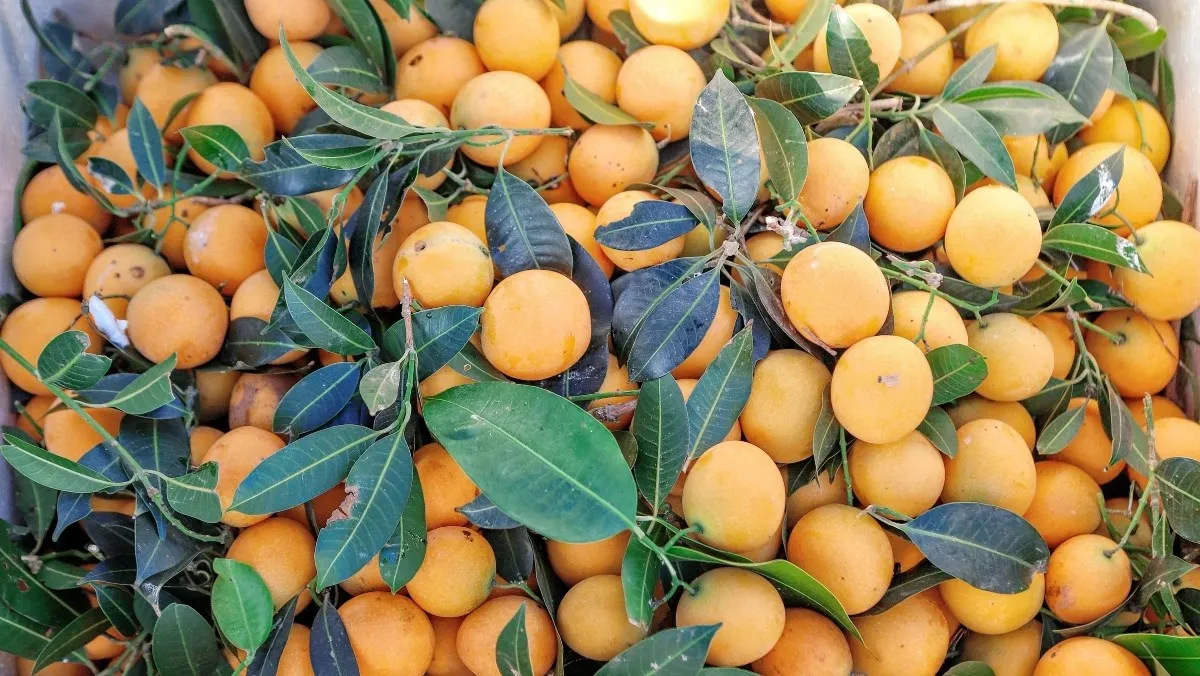 Quả thanh trà nhiều dinh dưỡng