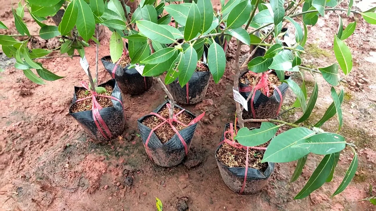 Hướng dẫn cách bón phân cho cây thanh trà