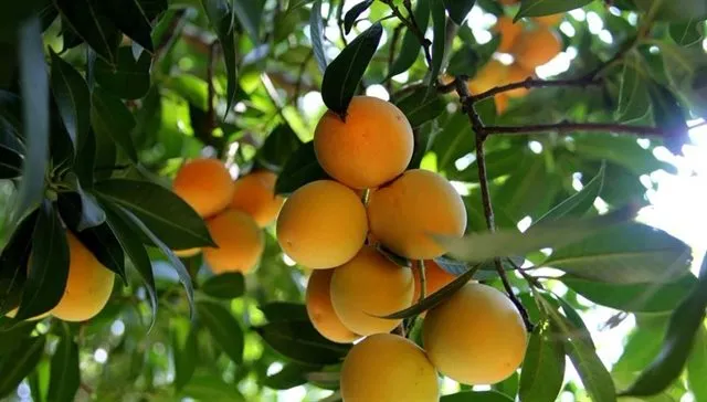 Cây thanh trà mang lại giá trị kinh tế cao