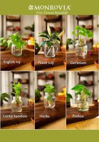 Bể thủy sinh không nền với cá và tép cảnh bơi lội trong làn nước trong vắt