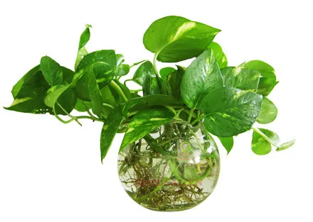 Cận cảnh rễ và thân cây trầu bà trồng trong nước