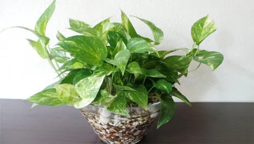 Cây trầu bà thủy canh phát triển khỏe mạnh trong bình thủy tinh