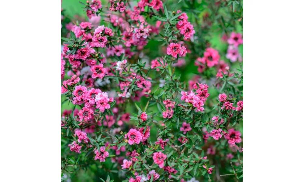 Hoa Tùng Tuyết Mai với cánh hoa nhỏ màu hồng trắng tinh khôi