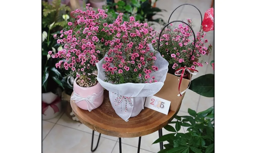 Chậu Tùng Tuyết Mai kích thước nhỏ gọn phù hợp trang trí bàn làm việc