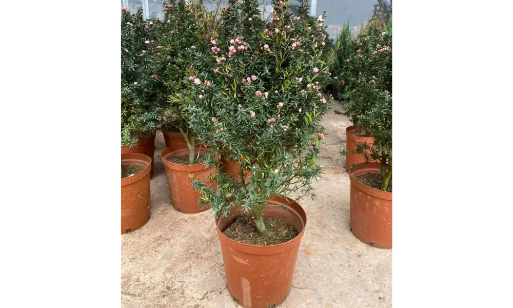 Cây Tùng Tuyết Mai giống đã được dưỡng từ 3-4 tháng có bộ rễ khỏe