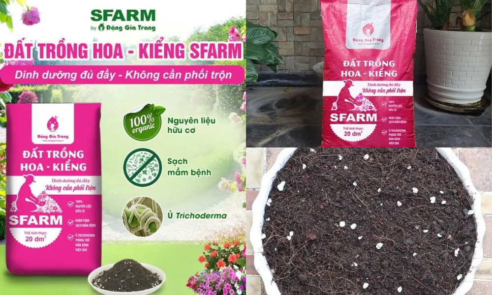 Hỗn hợp đất trồng tơi xốp, giàu dinh dưỡng cho sự phát triển của Tùng Tuyết Mai