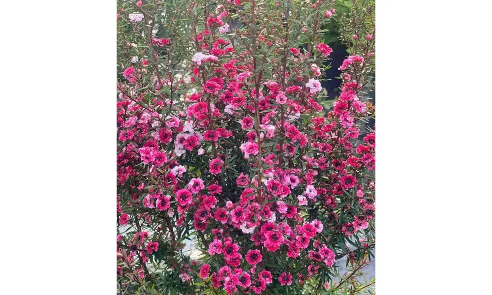 Cây Tùng Tuyết Mai nở rộ hoa trắng hồng vào thời điểm đầu mùa xuân