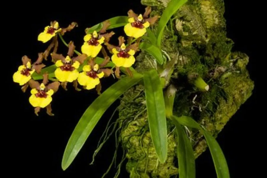 Kích thích ra hoa cho Lan Vũ Nữ bằng chế độ chăm sóc hợp lý