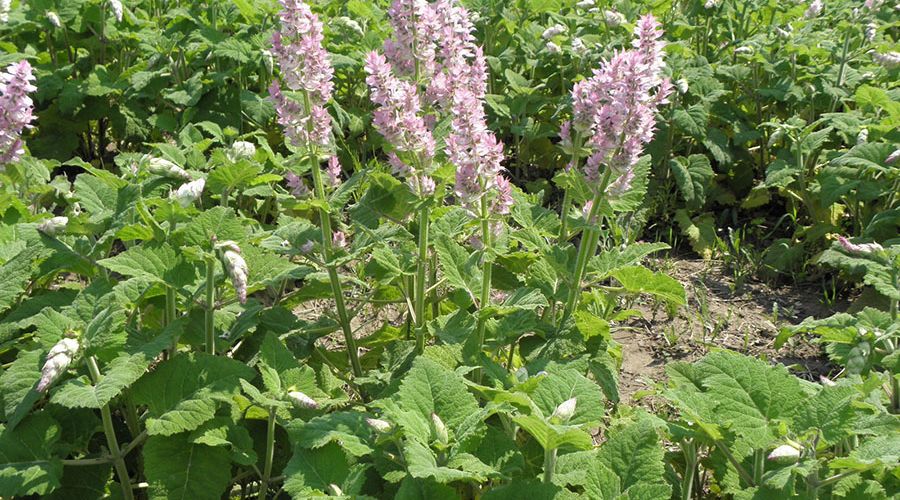 Cách Trồng Cây Xô Thơm: Hướng Dẫn Chi Tiết Để Cây Phát Triển Mạnh