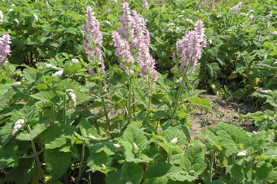 Cách Trồng Cây Xô Thơm: Hướng Dẫn Chi Tiết Để Cây Phát Triển Mạnh